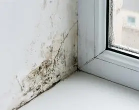 Cách chống thấm tường nhà mới xây dứt điểm 100%: Bí mật thầu cỏ luôn giấu kín